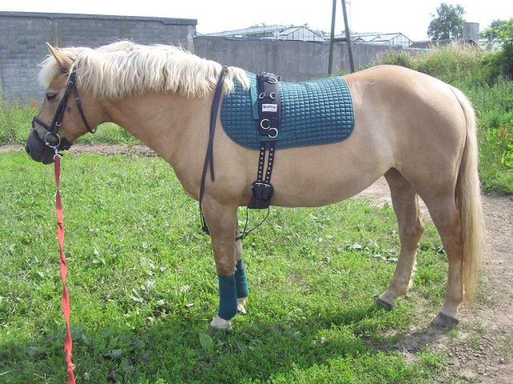 Biete RB an Haflinger in 47918 - Pferde - Tönisvorst