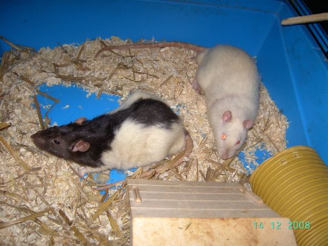 2 Ratten suchen ein neues zu Hause - Ratten - Hamburg