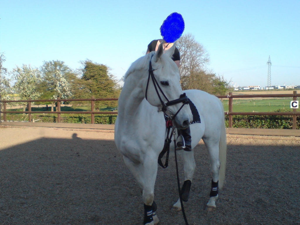 Dringend rb mit dressurerfahrung gesucht! - Pferde - Alsdorf