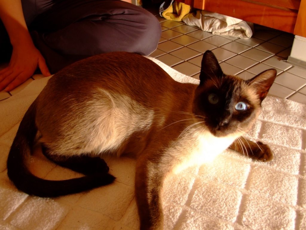 Wunderschöner Siamkater m.P. - Tierboersen - Crailsheim