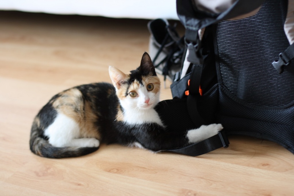 2 Katzen zu vergeben! - Katzen - Mechernich