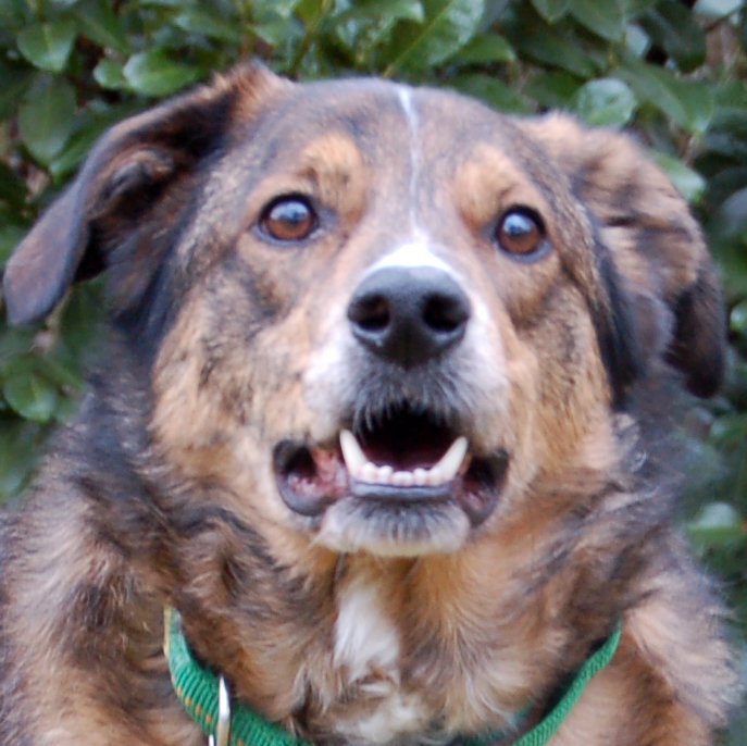 BALTOS - männlich  3 Jahre  58 cm  33 kg  Mix  Gechipt  Kastriert - Hunde - Lauf an der Pegnitz
