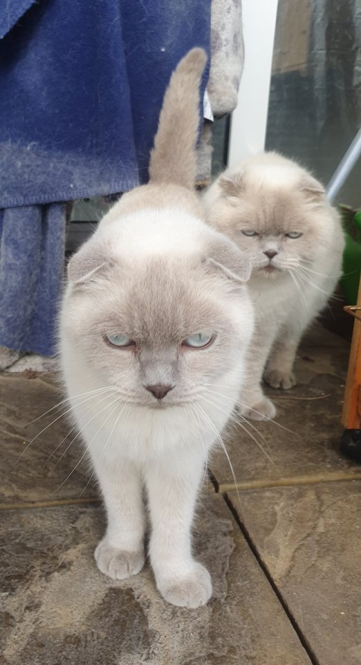 Bewerbung von Vater und Sohn - Katzen - Heiligenhaus