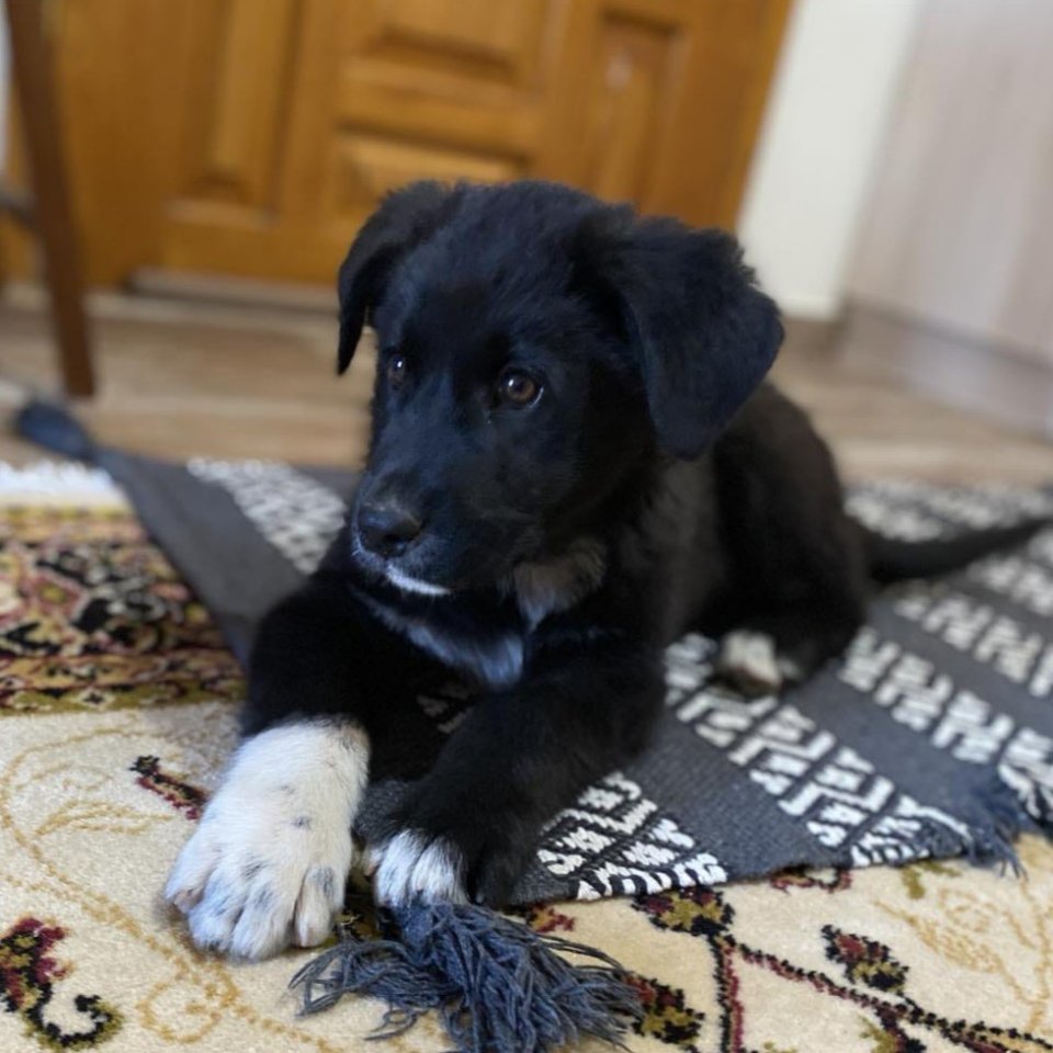 Blackie / Status: sucht ein Zuhause - Hunde - Krefeld