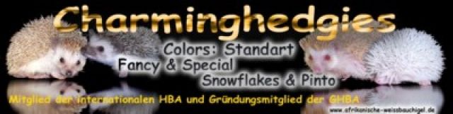 Afrikanische Weißbauchigel - Haustiere - Ellefeld