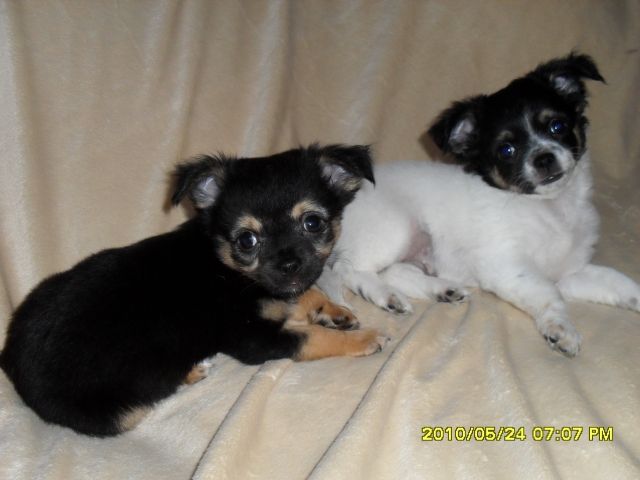 Bezaubernde Chihuahuawelpen - Hunde - Aschersleben