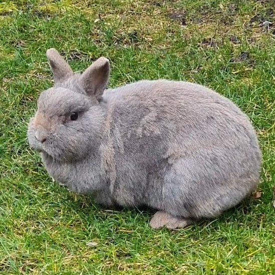 LEA   Schutzgebühr: € 40,--  weiblich  5 Jahre  Zwergkaninchen - Nagetiere - Lauf an der Pegnitz
