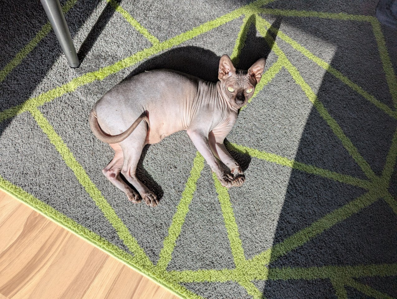 Sphynx Katze sterilisiert 2 Jahre alt - Katzen - Dausenau