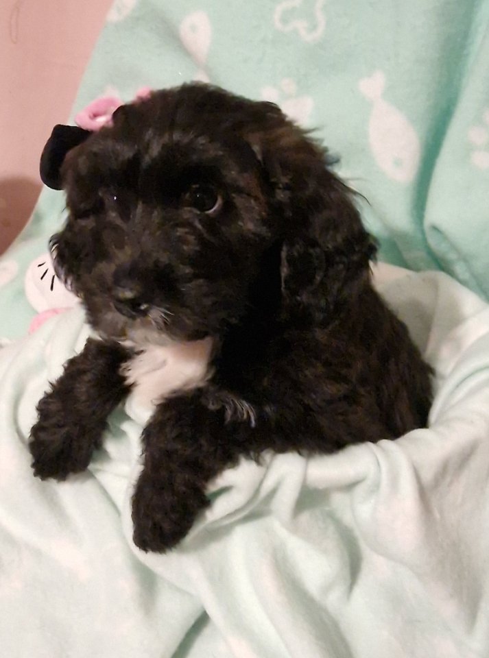 Miniature Aussiedoodle Welpen - Hunde - Heiligenhafen
