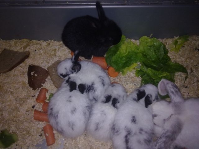 Kaninchenbabys - Hasen Kaninchen - Borna