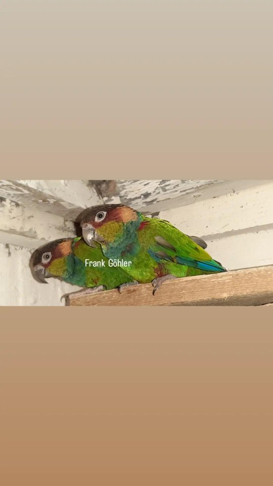 Blaulatzsittiche Zuchtpaar - Voegel - Ot - Holzendorf