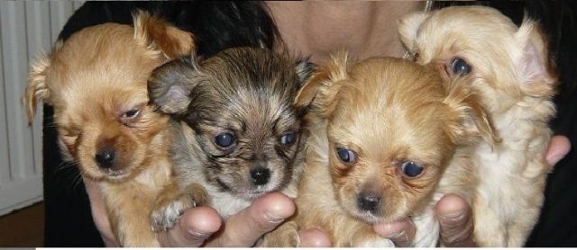 Chihuahuawelpen ab 30.10.10.2010 verkaufen - Hunde - Schwäbisch Gmünd