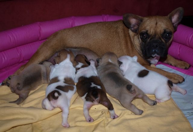 ***MINI*** Französische Bulldogge im MINIFORMAT! - Hunde - cottbus