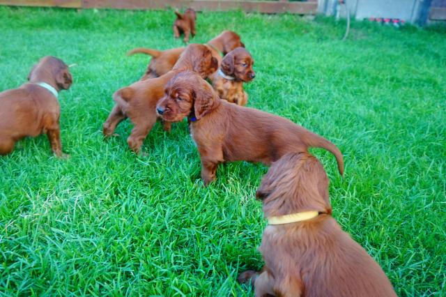 Irischen Setters - Hunde - Slowakei