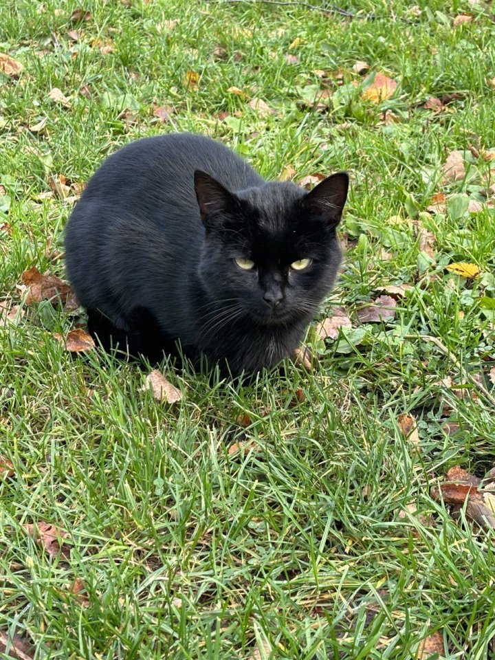 Schwarzer Kater abzugeben - Katzen - Emsdetten