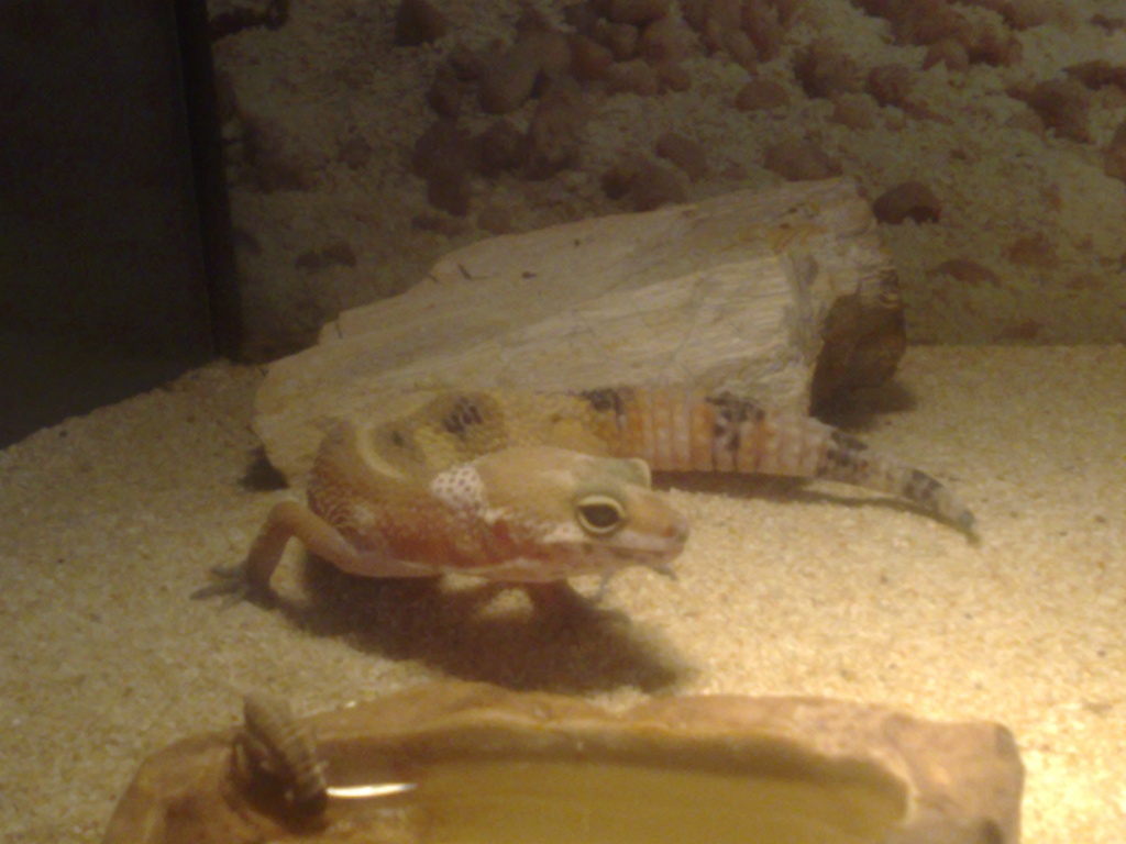 Leopardgecko NZ aus 2021 zu verkaufen - Reptilien - Reinsdorf