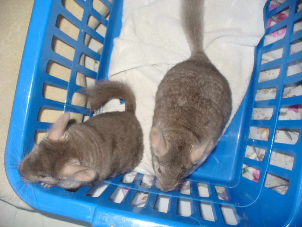 Chinchillaböckchen aus liebervoller Hobbyzucht abzugeben - Nagetiere - Rodgau