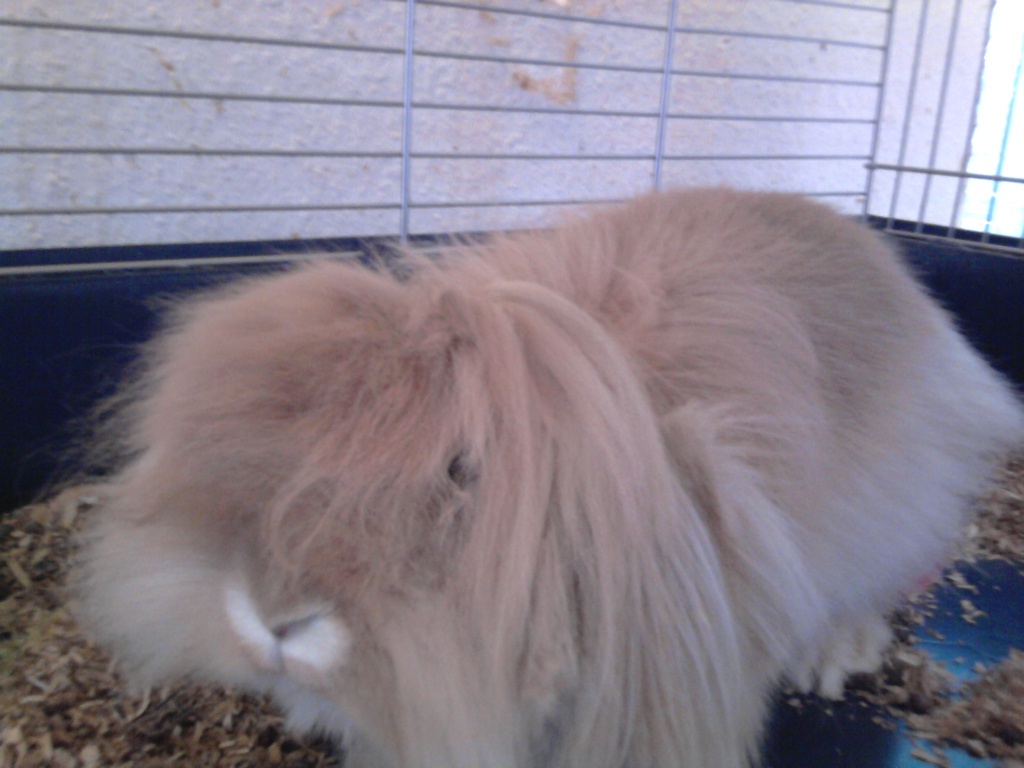 Verschenke Baylies aus Zeitmangel! - Nagetiere - Uetze