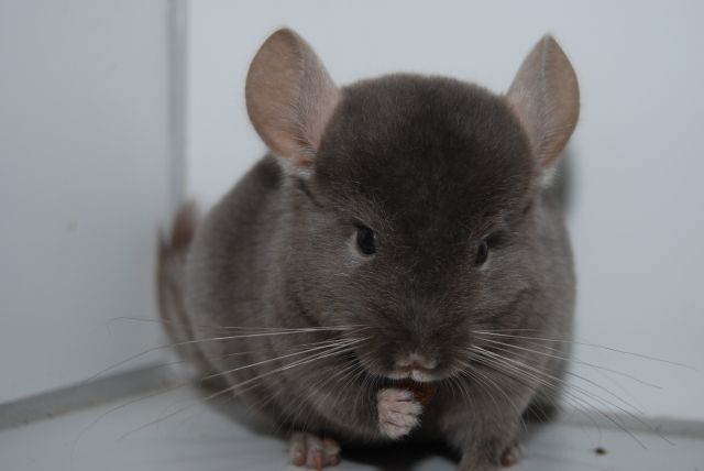 Braun Ebony Chinchilla  - Sonst Nagetiere - Schwabach