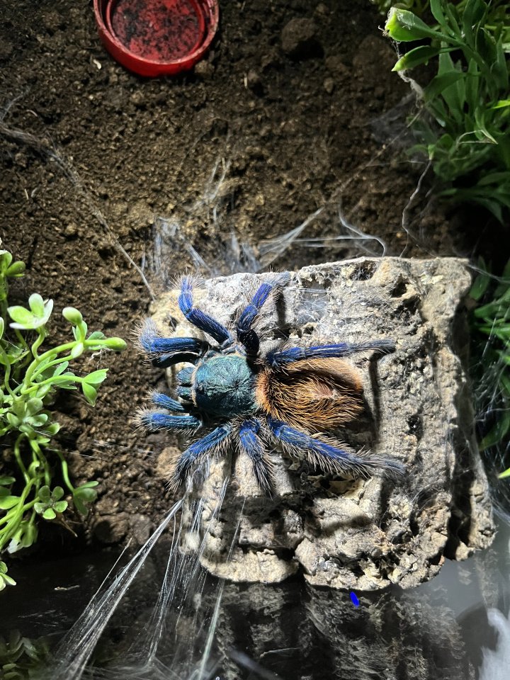 Vogelspinnen Chromatopelma und Pterinopelma - Sonstiges - Bad Berleburg