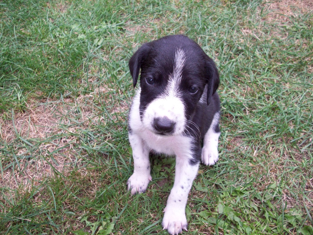 Mischlingswelpen suchen ab den 28.10. neues Zuhause - Hunde - Temmen Ringenwalde