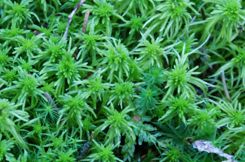 Biete Sphagnum Moos Torfmoos lebend,echt! - Amphibien - Nürtingen