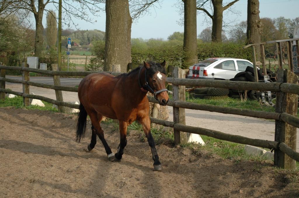 Biete Reitbeteiligung auf einem Deutschen-Reitpony - Pferde - Halstenbek