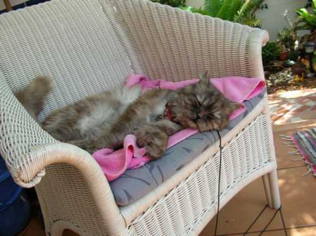 Suche: FLUGPATE GESUCHT!!! WIEN ÖSTERREICH - BERLIN TEGEL - Flugpaten - Berlin