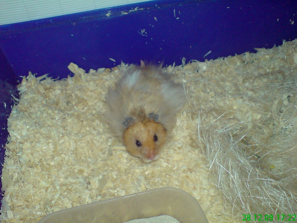 Teddyhamster hamster wer will auch mit zubehör großem käfig usw - Nagetiere - Obertshausen