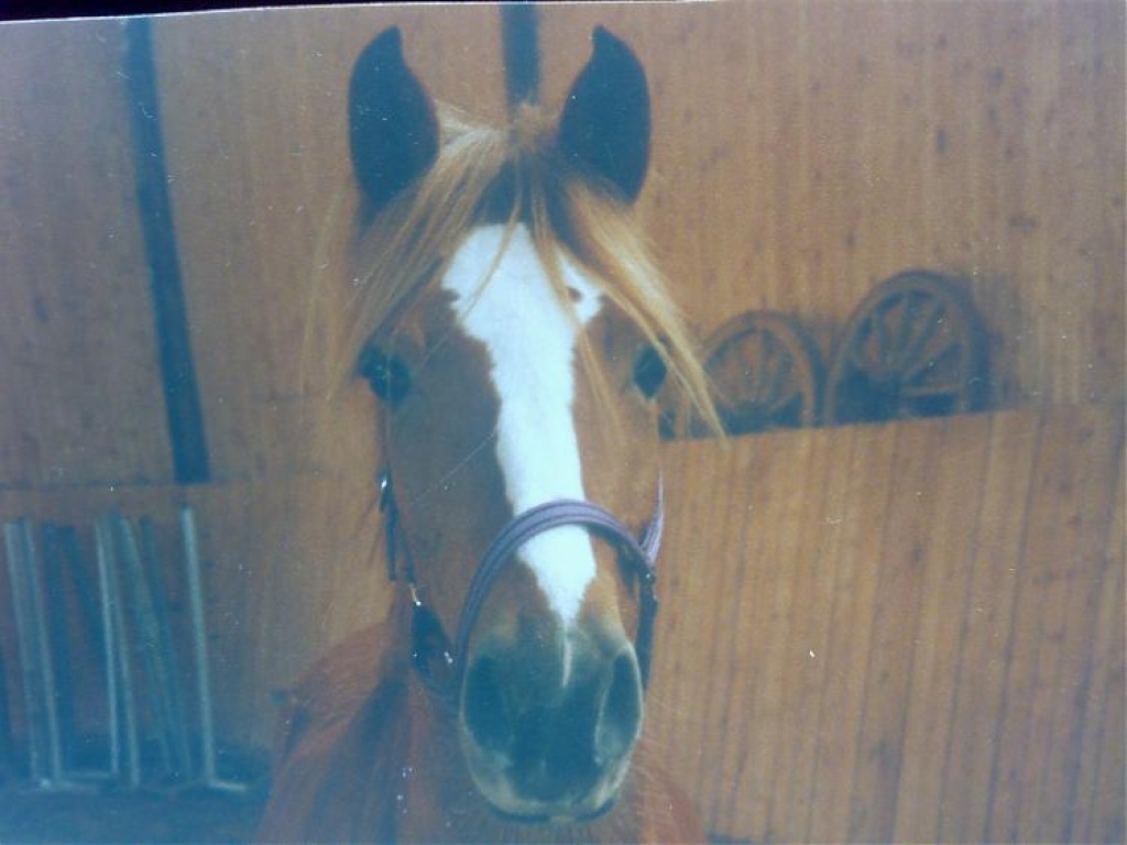 Suche Reitbeteiligung für mein Deutsches Reitpony!! Dringend!! - Pferde - Göttingen