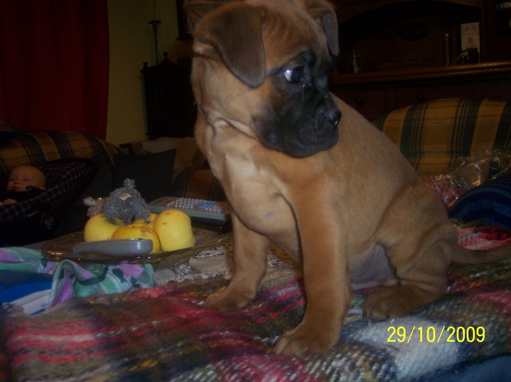 Boxerwelpen ab zu geben - Hunde - Lohmen