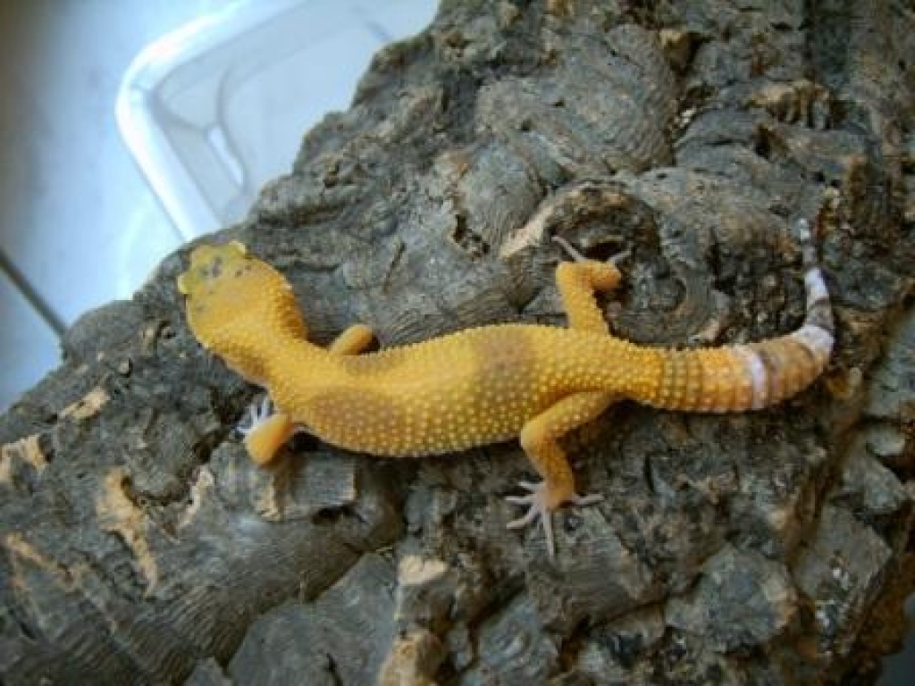 Leopardgecko Zuchtgruppen (APTOR, Sunglow, SHCT - the Urban Gecko, Tremper, Las - Reptilien - 61203