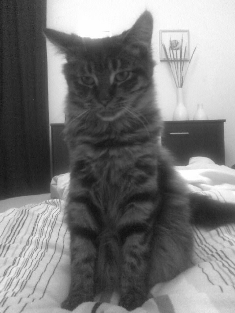 Suche Deckkater für meine hüpsche Maine Coon Dame - Katzen - Wersau
