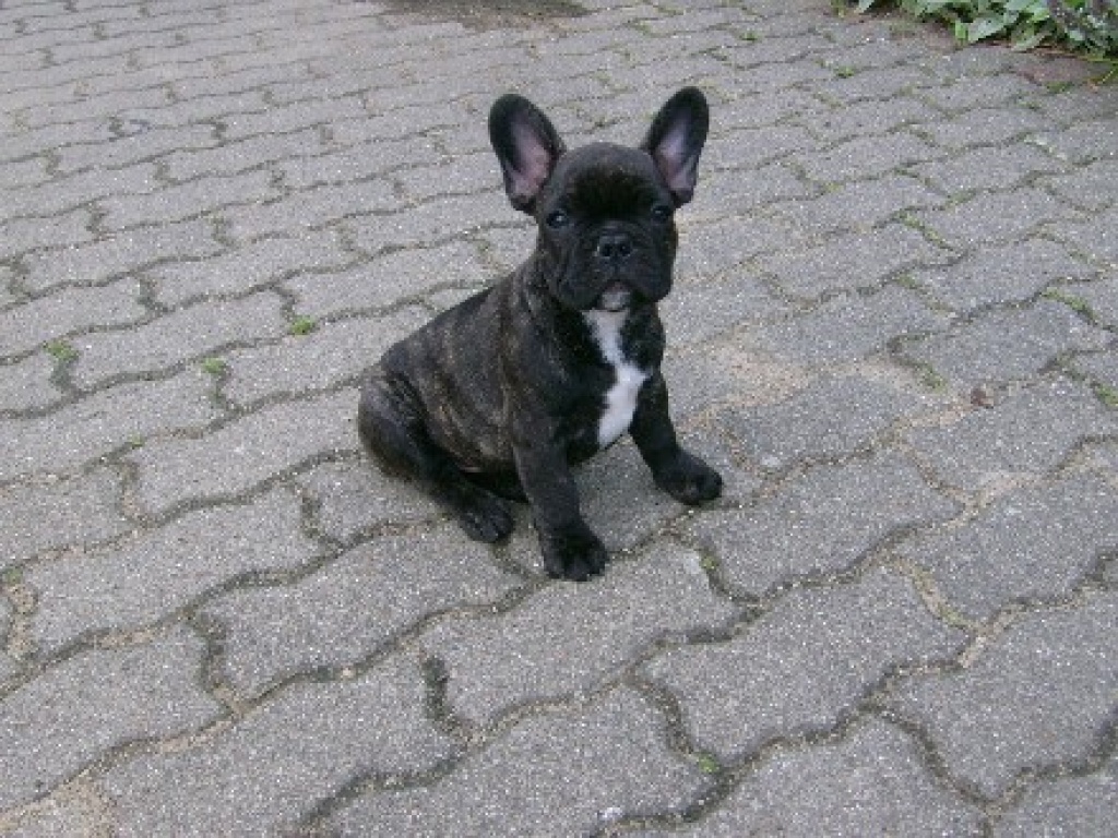 French-Bully-Junge - Hunde - Blankenberg