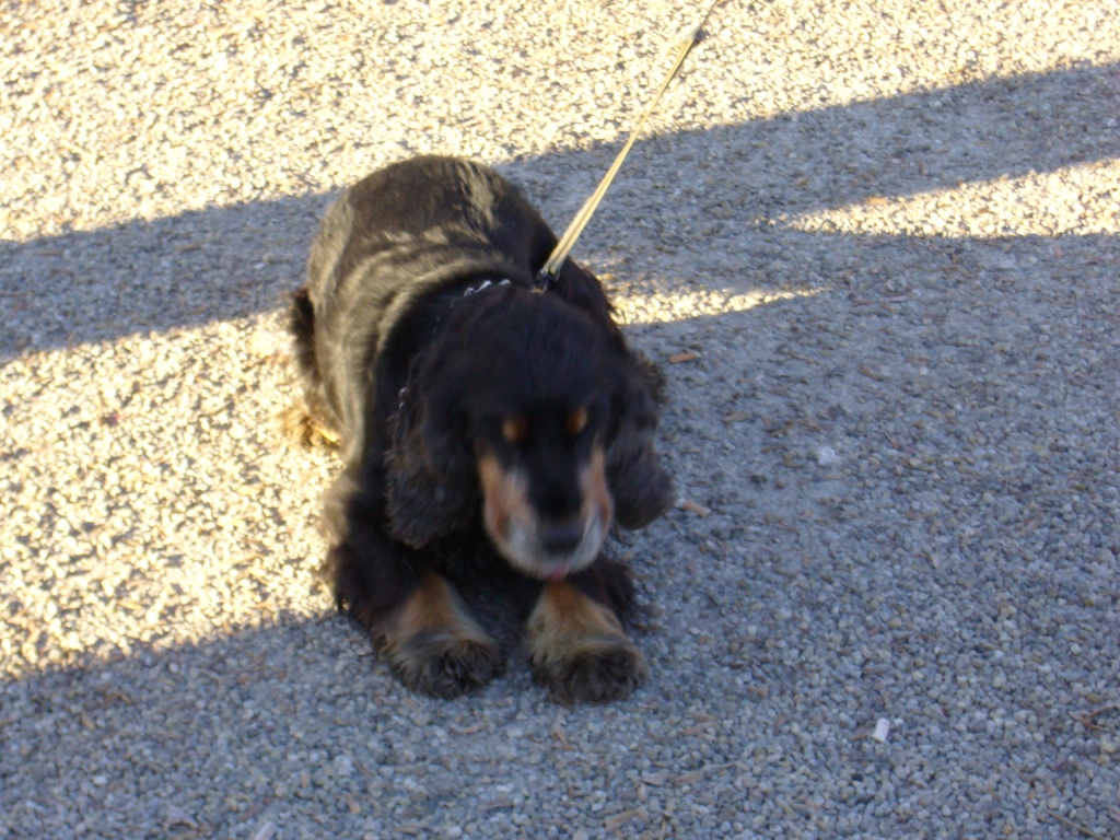 Hundesitter gesucht in Köln-Porz - Hunde - Köln