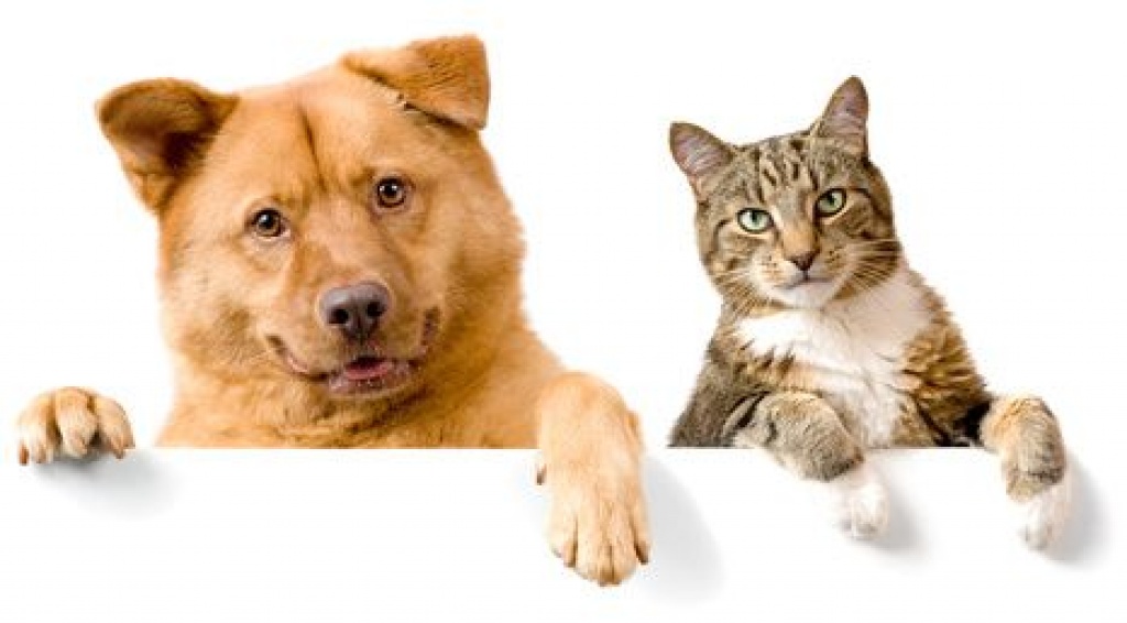 Hundefutter, Katzenfutter, Tierbedarf kaufen bei Natur4Pets.de - Tiernahrung - Sankt Michaelisdonn