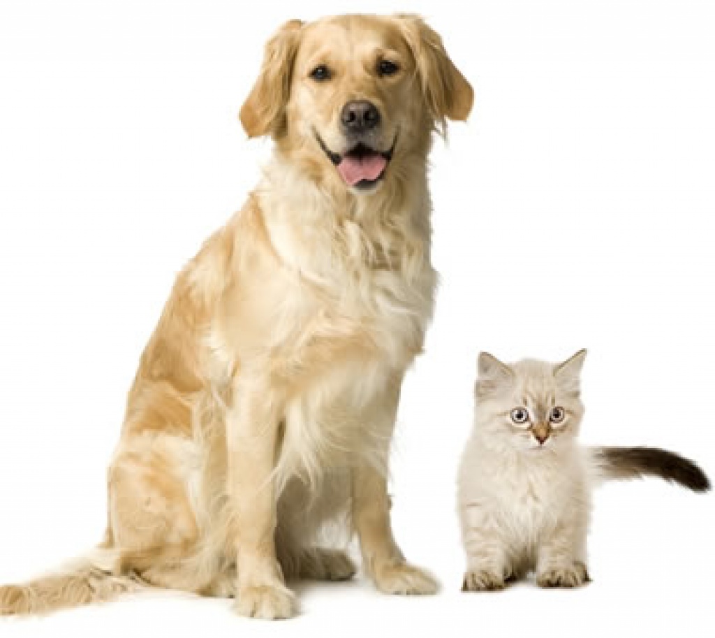 Liebevolle Tierbetreuung von Hund und Katze - Pflegestellen - Hohen Neuendorf