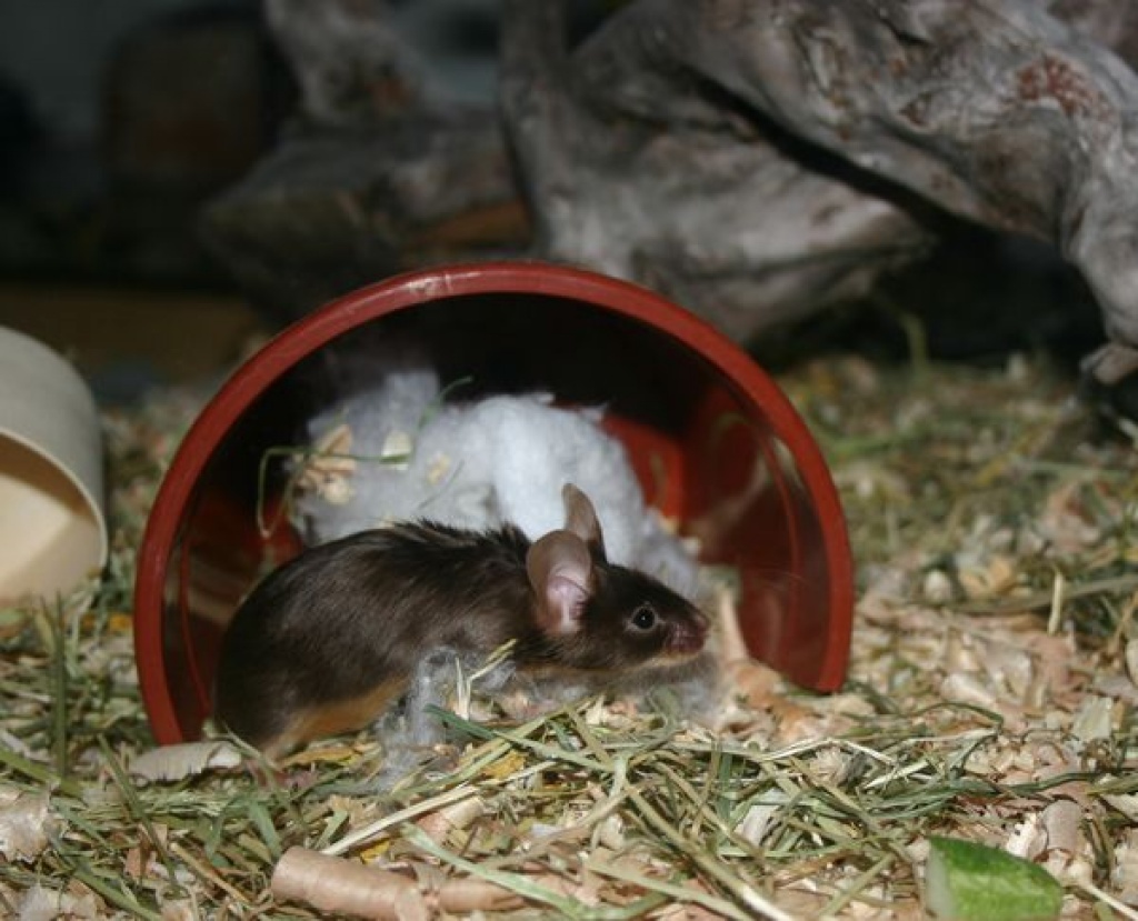 Langhaarige Satin Maus - Nagetiere - Diez