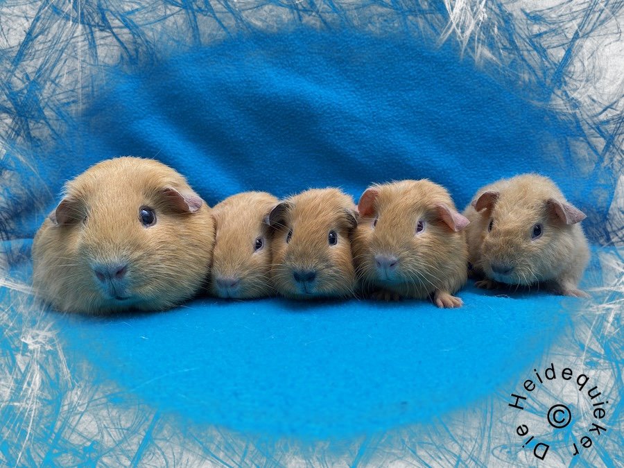 US Teddy Meerschweinchen, Kastrate und Erzieherschweinchen zur Abgabe - Nagetiere - Teutschenthal