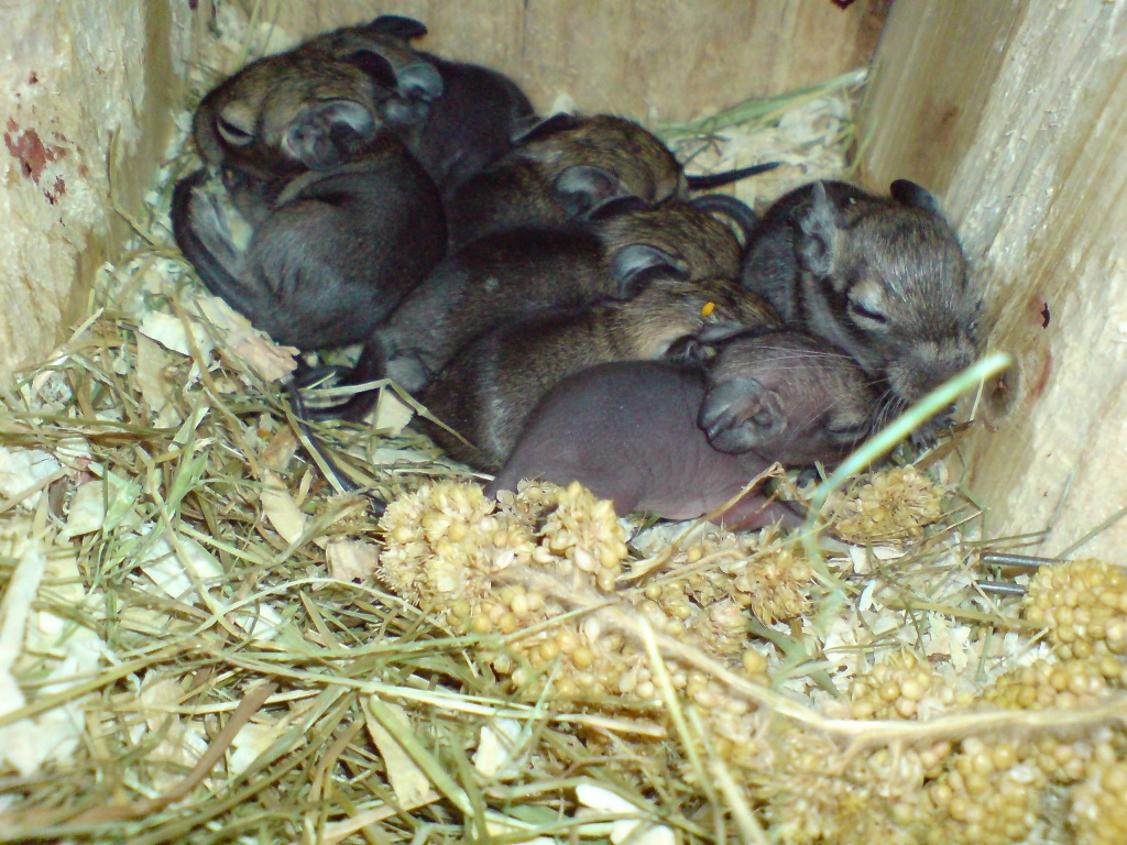 Degu Baby´s 31.05.09 geboren (Dortmund/Unna) - Nagetiere - Schwerte