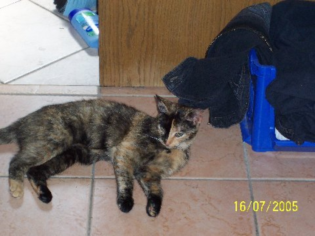 Tricolor Katze Ronja verschwunden - Entlaufen Zugelaufen - Fröndenberg Ruhr