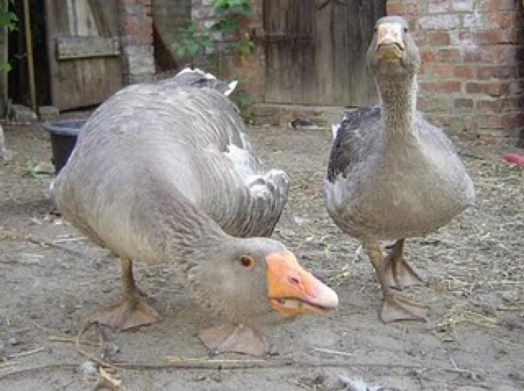 Um Berlin: Frecher Ganter sucht neues Zuhause - Voegel - Berlin