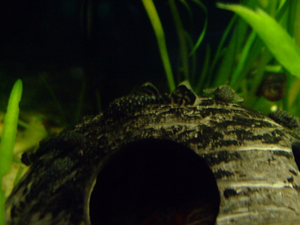 Achtung süße kleine Ancistrus Welse St.0,75€,ab5Rabatt - Fische - Berlin