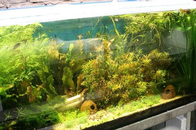 Aquarium 130x60x60 - Aquarien und Zubehoer - Wiesbaden