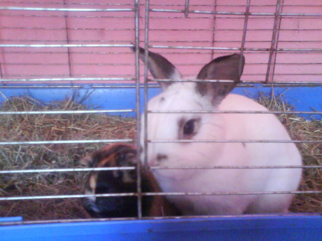 Hase und meerschweinchen zusmmen abzugeben - Nagetiere - Berlin