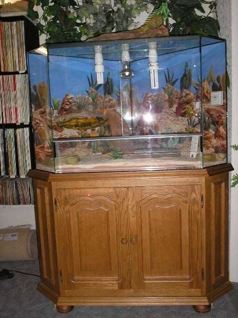 Neuwertiges Terrarium mit Zwergbartagame - Reptilien - 
