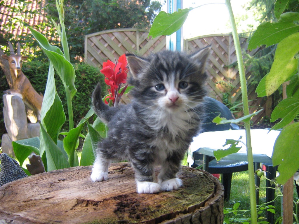 Dangerfjords Norwegische Waldkaztenbabys - Katzen - Wetter Hessen