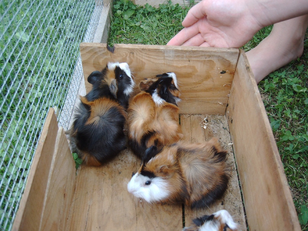5 niedliche zutrauliche Rosettiebabies abzugeben - Nagetiere - Rohr in Niederbayern