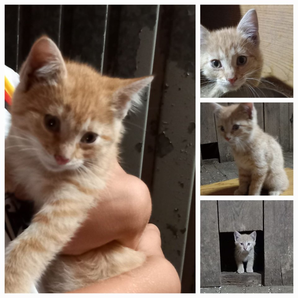 Fuchsige Katzen rot, Hofkatzen - Katzen - Greven