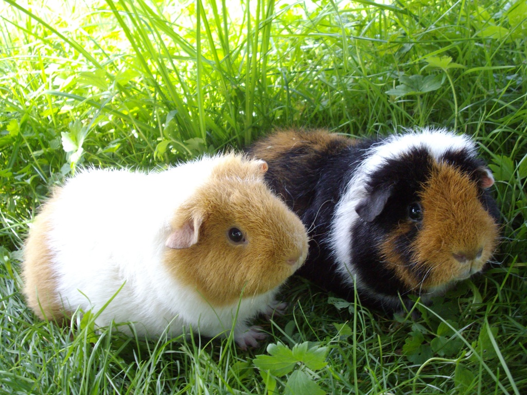Meerschweinchen von der Hummler Weide - Nagetiere - Niederhummel